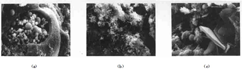 4號樣品(525#普硅水泥+高鈣粉煤灰)的SEM晶乳
